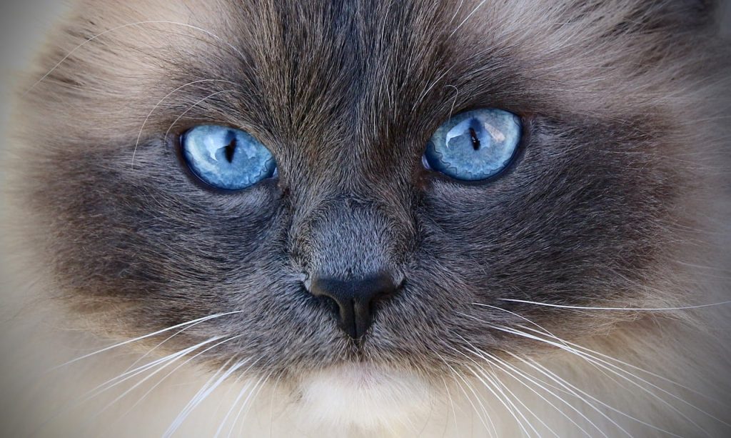 Top 10 Most-Asked Questions About Cats: Answered