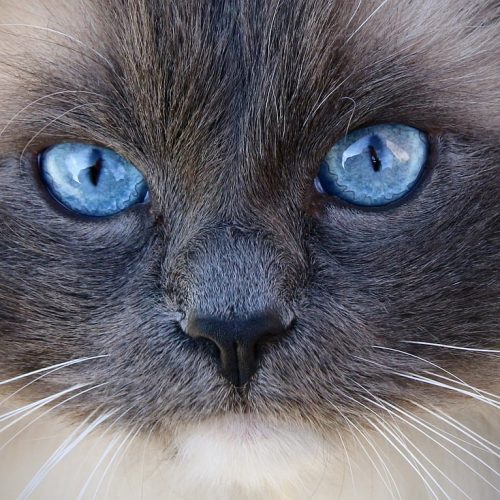 Top 10 Most-Asked Questions About Cats: Answered

